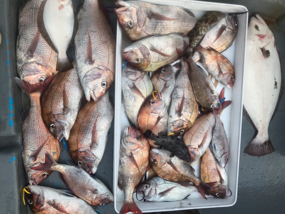 7월24일 한울피싱 참돔 타이러버 조황!! 굿~굿~~~