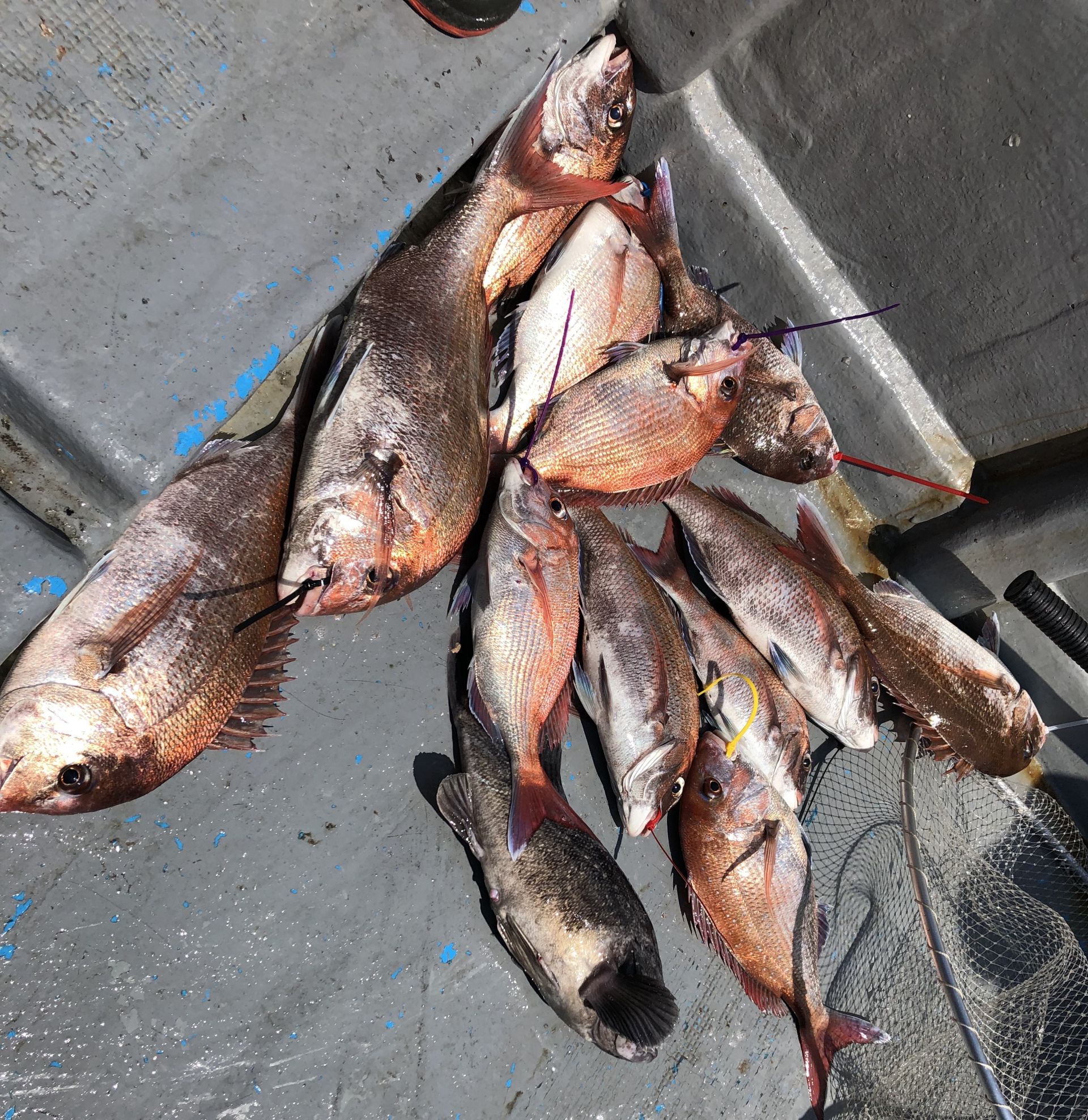 7월6일 한울피싱 1회 잔카컵 루어낚시대회 마릿수로 1등^^^^^^