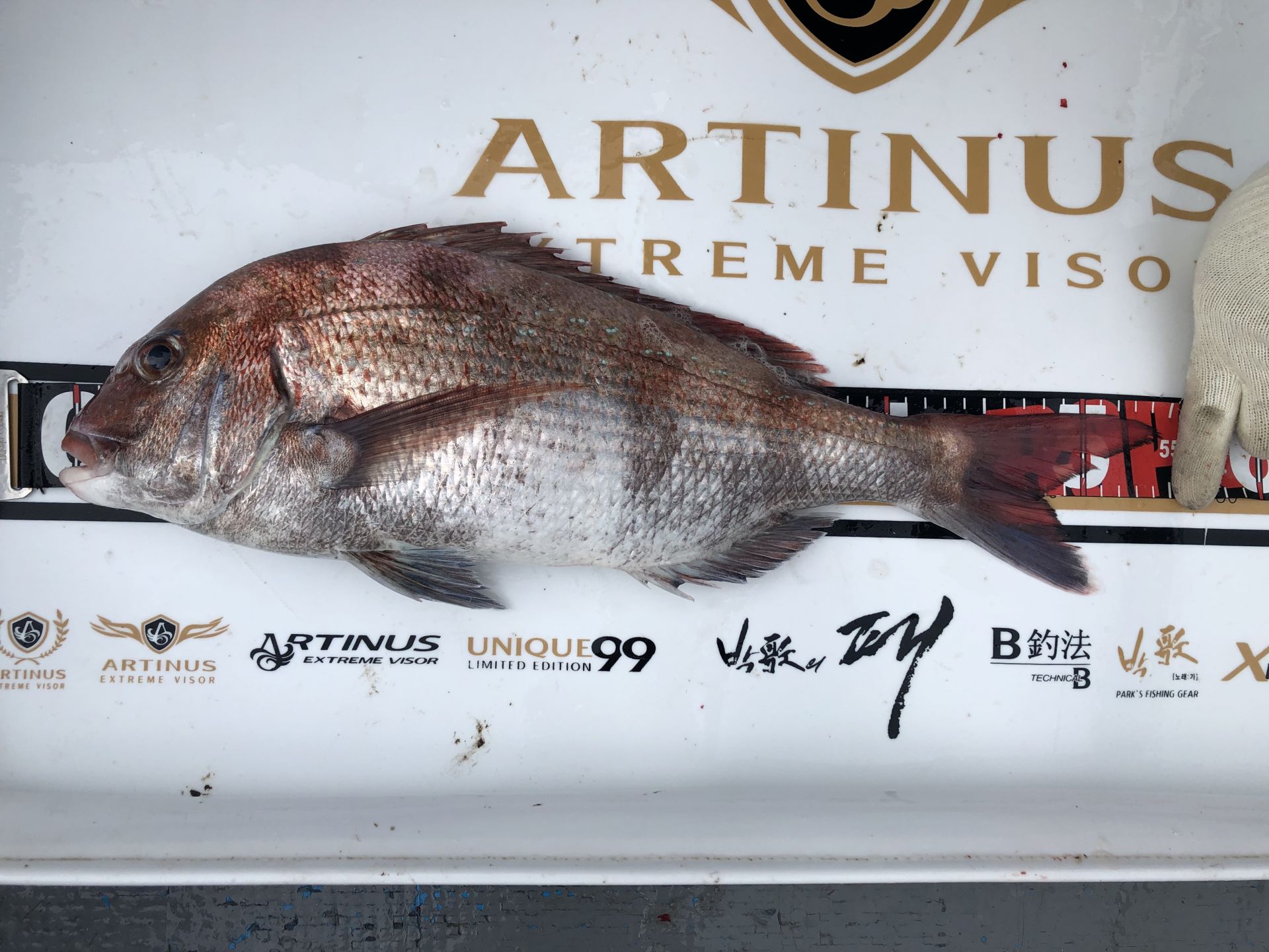 7월7일 한울피싱 참돔 타이러버 조황!!