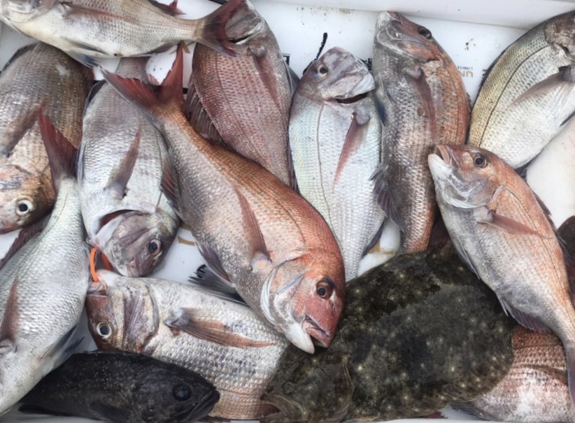 7월22일 한울피싱 3분의 조사님과 승리호 선장님동행 참돔 조황입니다!!