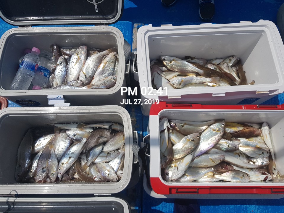 7월27일 장진호 부서&백조기 쿨러 조황!!