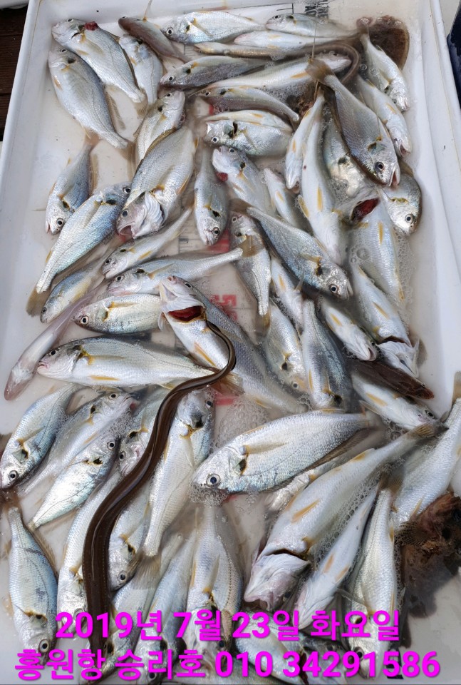 7월23일 승리호 백조기 지인분들과 짬낚시 조황!!