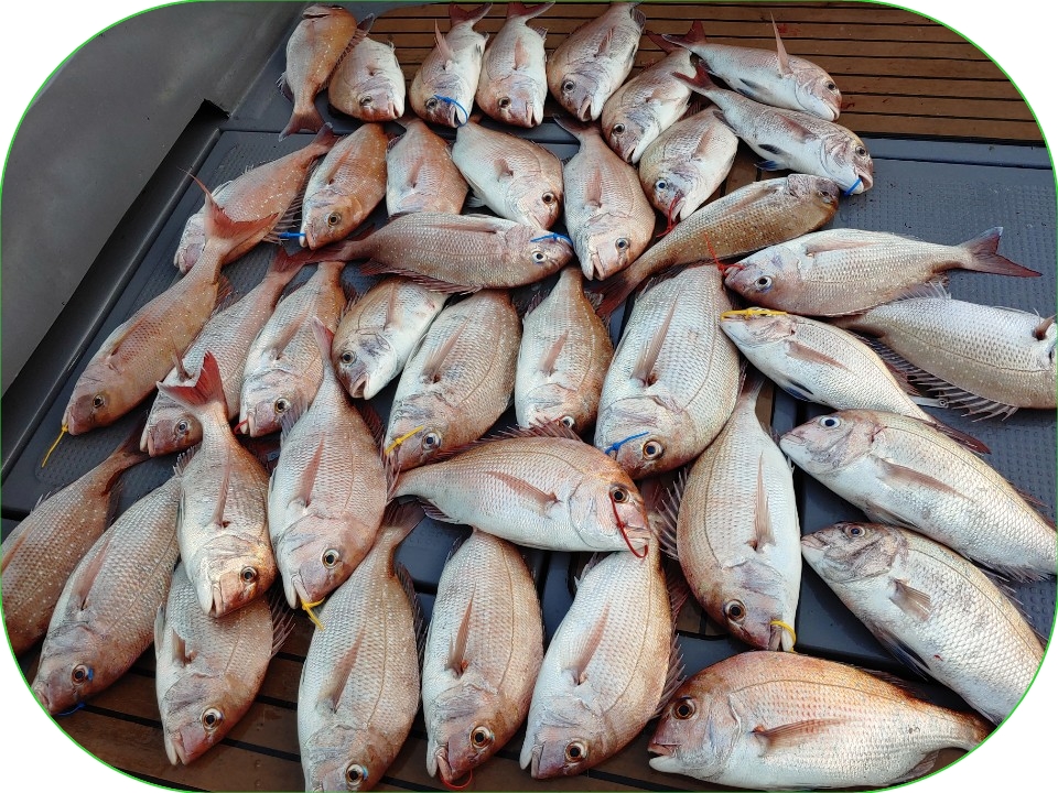 8월17일 펠리스 마린 참돔 타이러버 조황!!