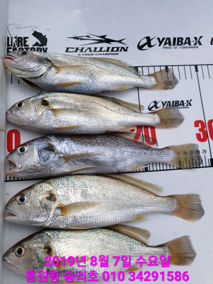 8월7일 승리호 선장님과 실장님 짬낚 부서&백조기 조황입니다!!