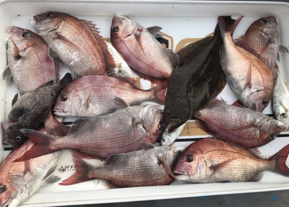 8월5일 항울피싱 참돔 타이러버 조황!!