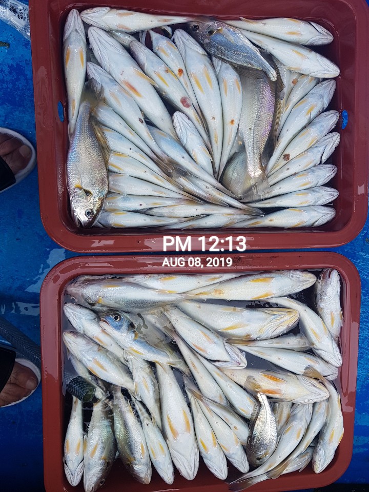 8월8일 장진호 선장님 백조기 짬낚 조황!!