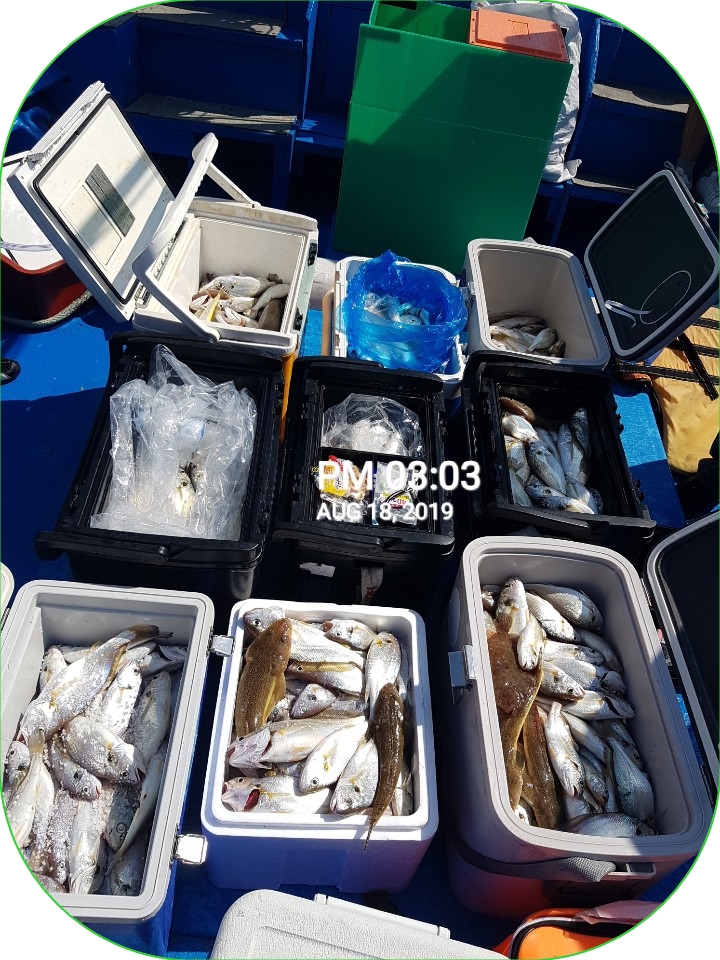 8월18일 장진호 부서&백조기로 가~득~~찬 쿨러 조황입니다!!