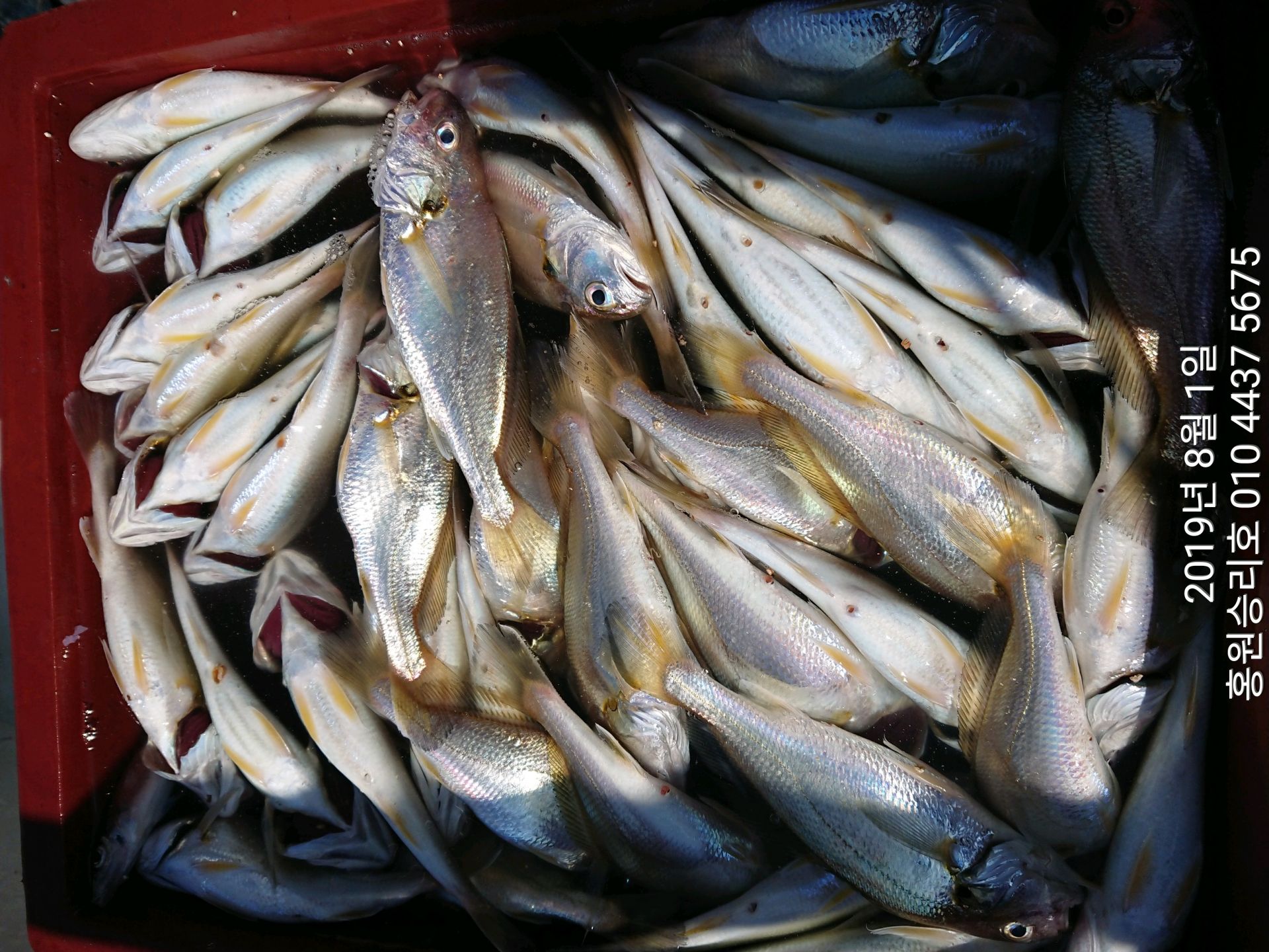 8월1일 승리호 선장님 백조기 짬낚시 조황입니다!!