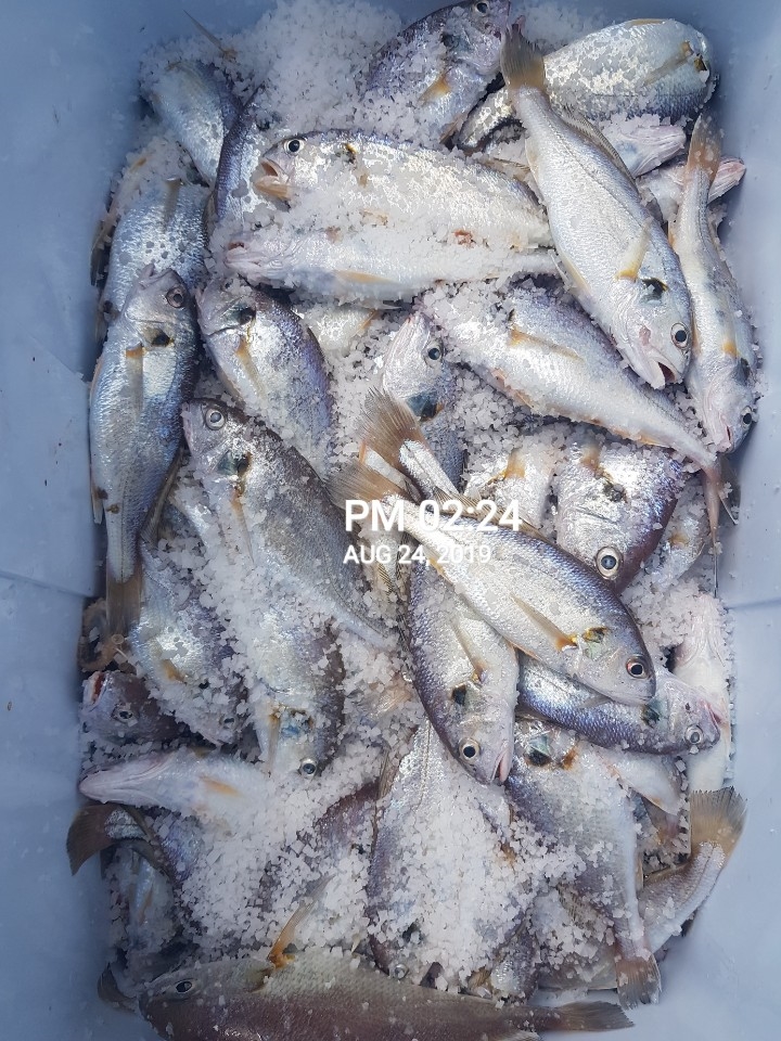 8월24일 홍원항 요포선단 장진호 백조기 전원 만~땅~ 쿨러 조황입니다!!