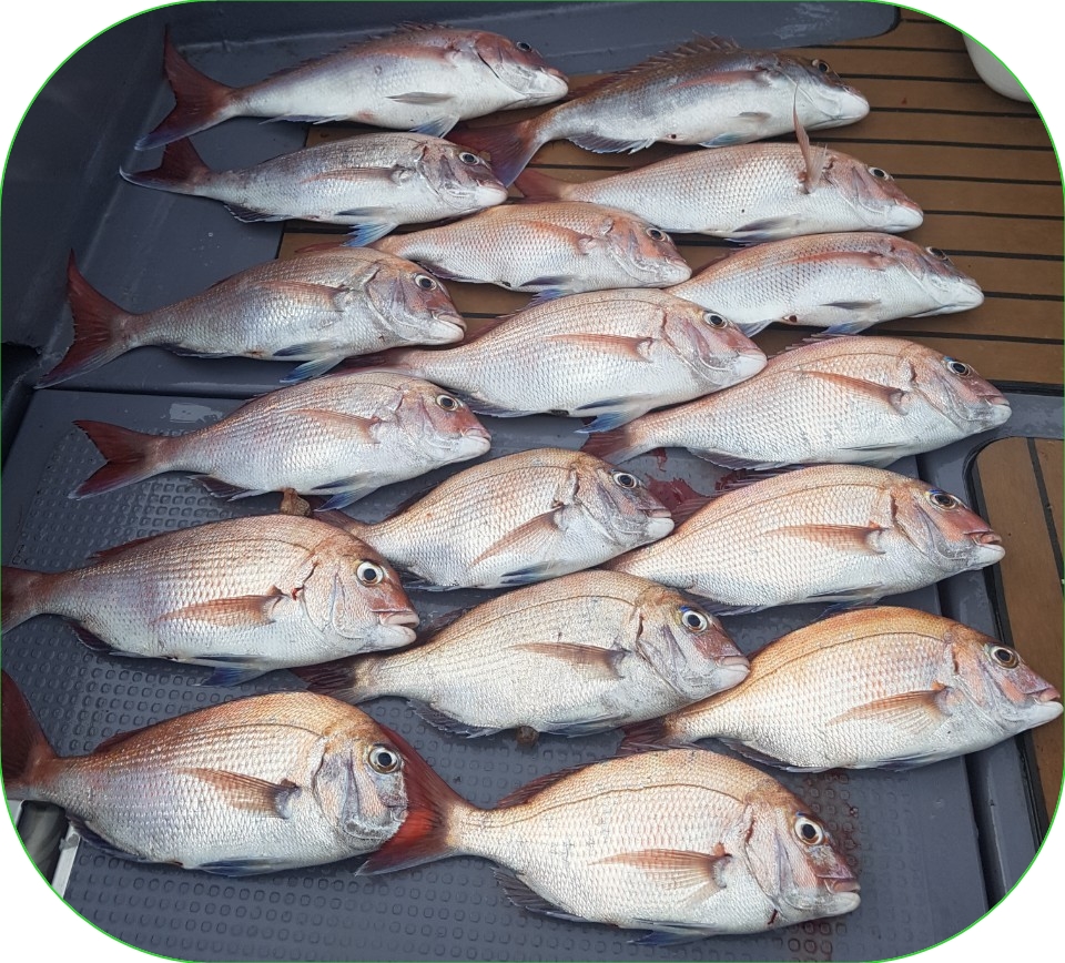 8월6일 펠릭스 마린 (20인승/신조선)참돔 타이러버 조황입니다!!