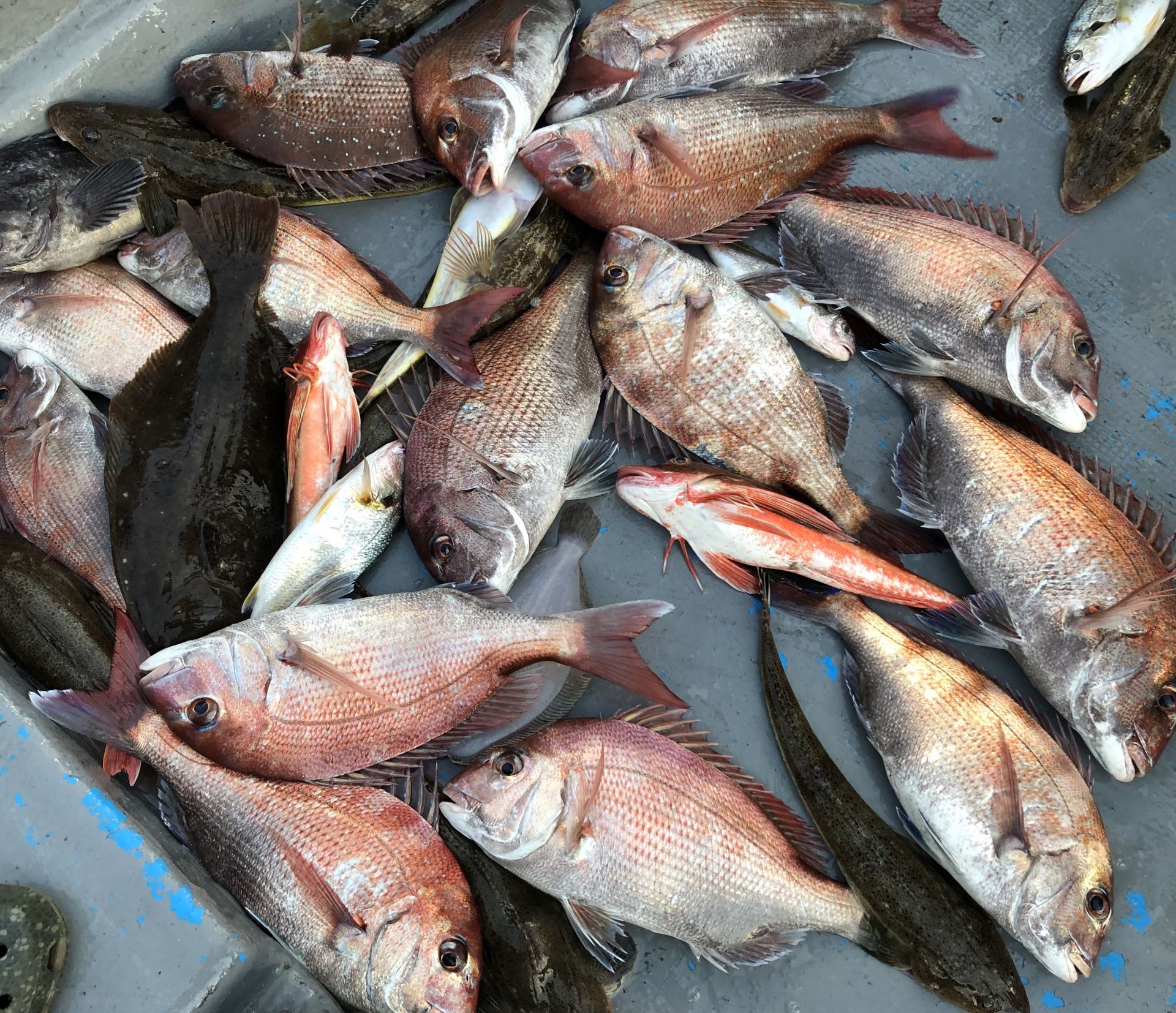 8월24일 홍원항 요포선단 한울피싱 참돔 타이러버 조황!!