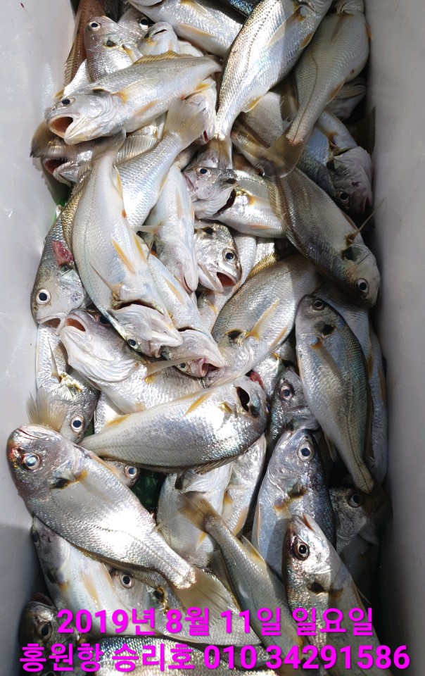 8월11일 승리호 오전 백조기 조황!!