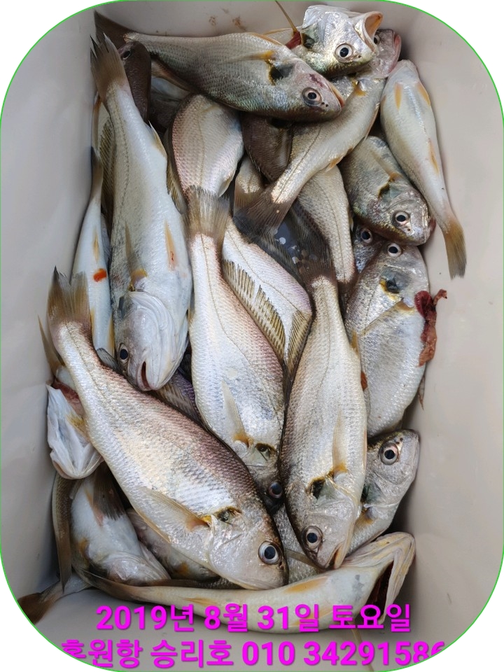 8월31일 홍원항 요포선단 승리호 2019년도 ~~이별~~의 백조기 조황입니다!!