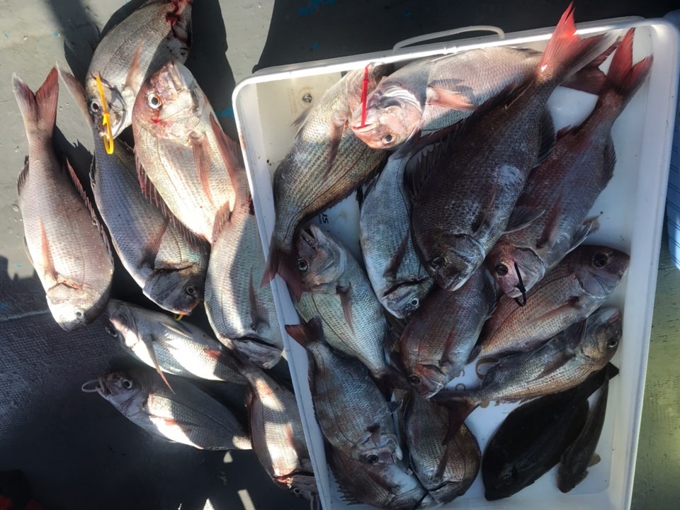 8월2일 한울피싱 참돔 타이러버 조황!!