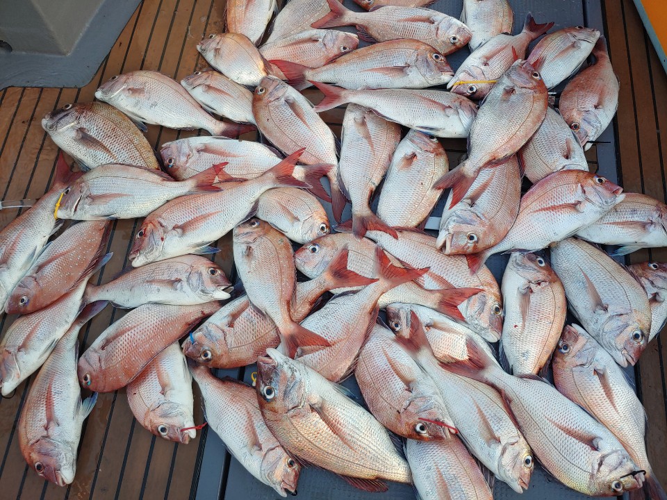 8월24일 홍원항 요포선단 펠릭스 마린 (20인승/신조선)참돔 타이러버  홈~런~성 조황입니다!!