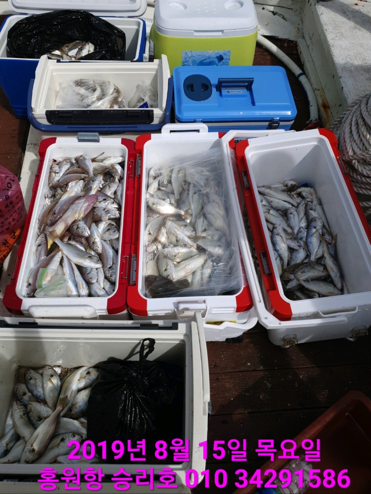 8월15일 승리호 백조기 조황!!