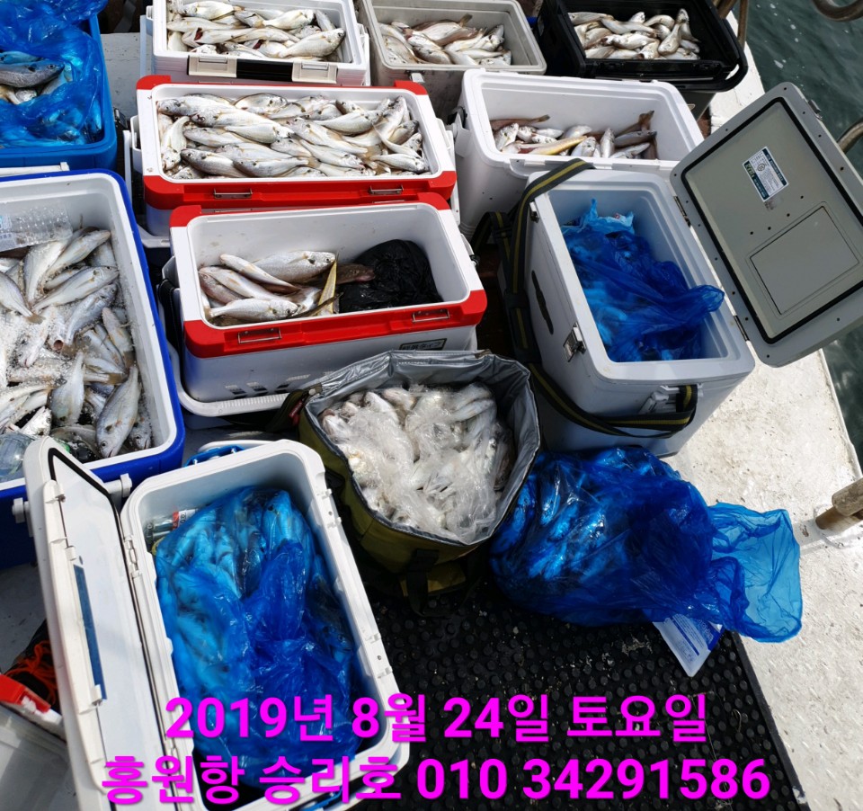 8월24일 홍원항 요포선단 승리호 씨알좋은 백조기로 전원 쿨러 넘치는 조황입니다!!!!