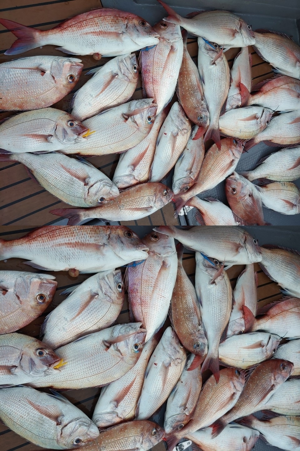 8월25일 홍원항 요포선단 펠릭스 마린 (20인승/신조선) 참돔 타이러버 조황 입니다!!