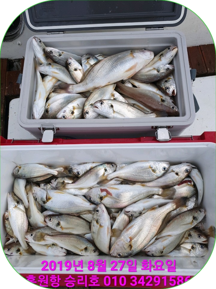 8월27일 홍원항 요포선단 승리호 2분독선 백조기 만~땅~~ 쿨러 조황!!