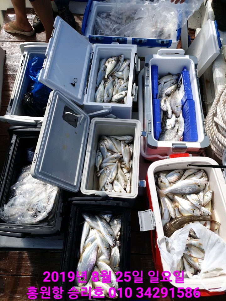 8월25일 홍원항 요포선단 승리호 *황금빛* 부서& *대장* 백조기 오늘도 만~땅~ 쿨러 조황입니다!!