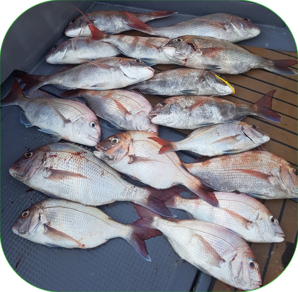 8월9일 펠릭스 마린 참돔 타이러버 조황입니다!!