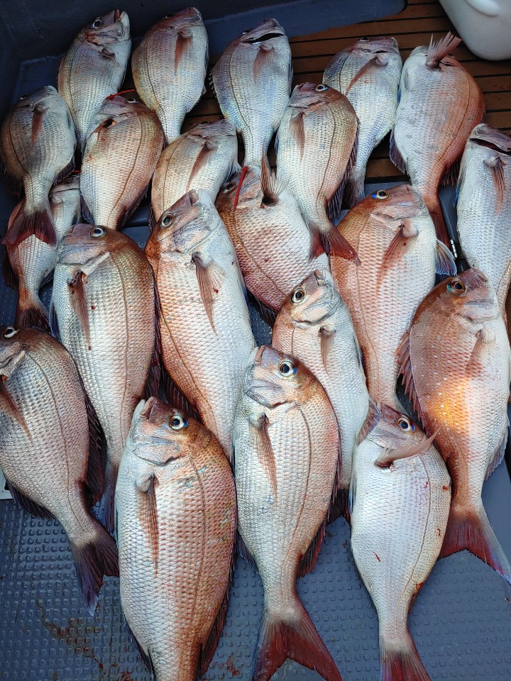 8월10일  펠릭스 마린 (20인승/신조선) 참돔 타이러버 조황!!