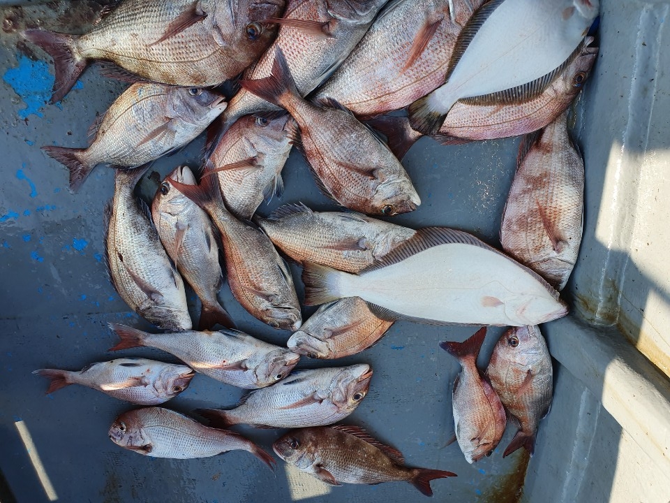 8월14일 한울피싱 2분의 조사님 참돔 싹슬이 조황!!