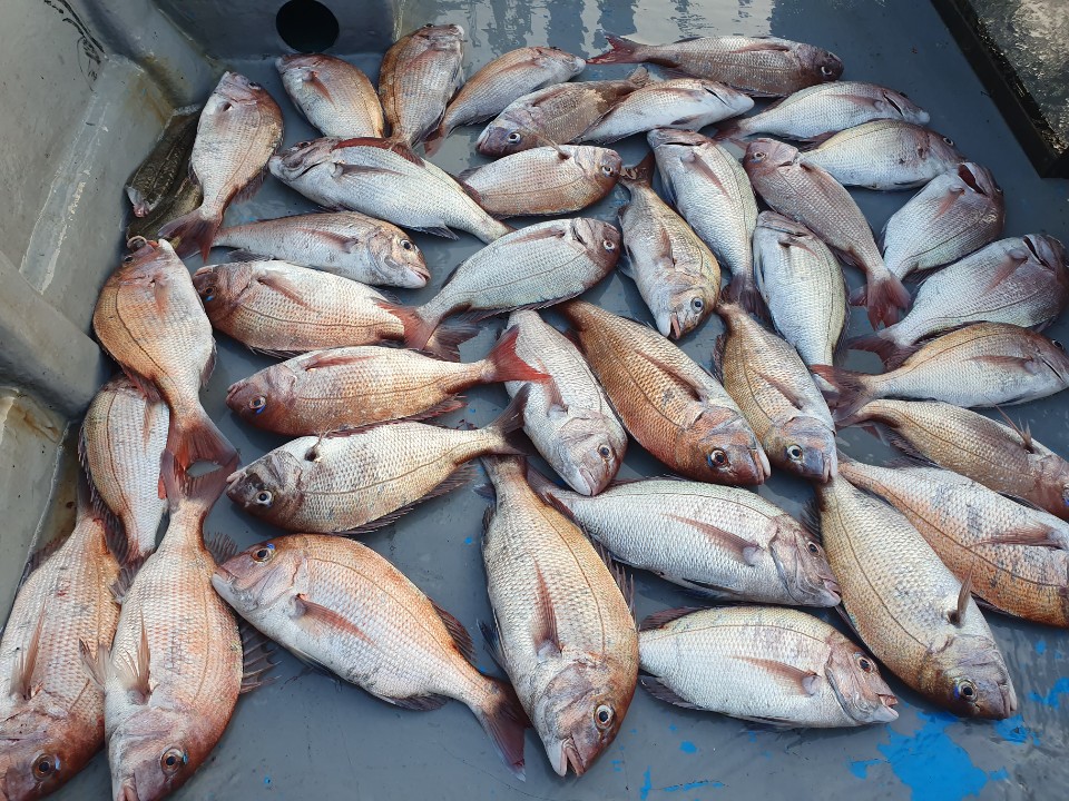 8원28일 홍원항 요포선단 한울피싱 소수의 인원 출조하여서  대~성~공~ 미녀 사냥기 입니다!!