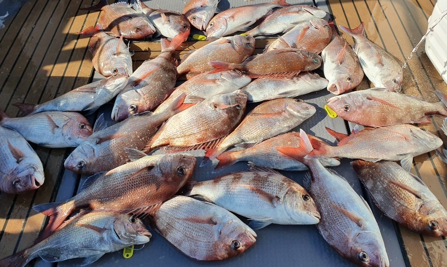 8월2일 펠릭스마린 (구.한진호)~첫출조~ 참돔 타이러버 조황입니다!!