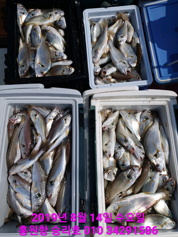 8월14일 승리호 *대장* 백조기로*대장*쿨러넘치는 미~친~` 조황입니다!!