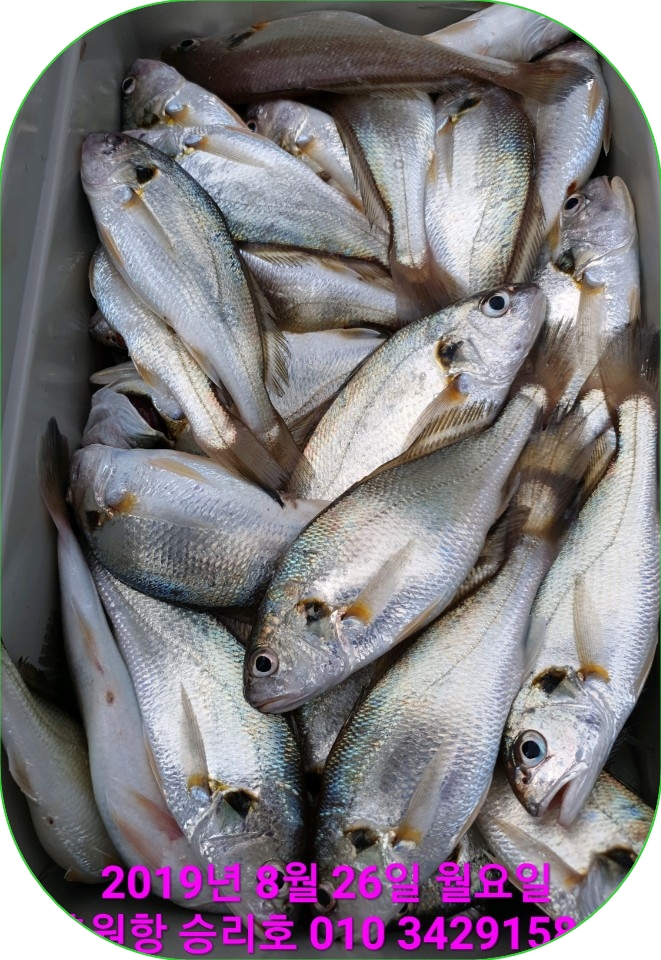 8월26일 홍원항 요포선단 승리호 부서&백조기 전원 만~땅~~ 쿨러 조황입니다!!