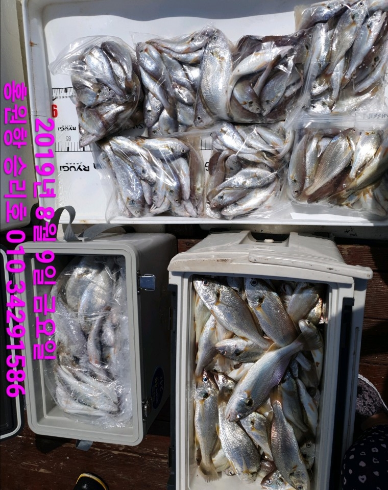 8월9일 승리호 백조기 꿁은 씨알로만 쿨러 넘치는 조황!!