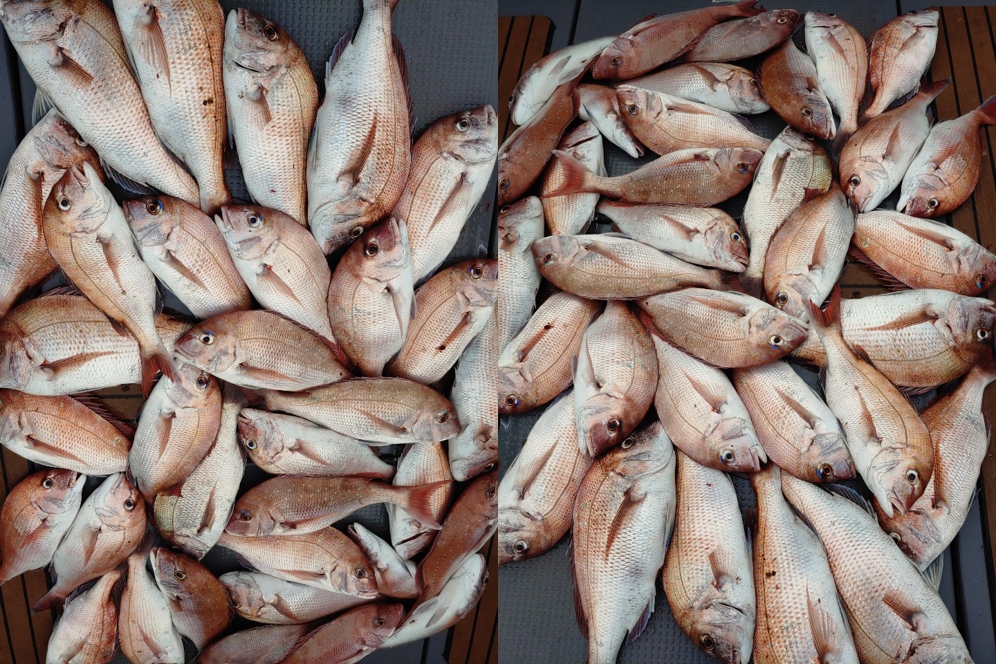 8월15일 펠릭스 마린 참돔 타이러버 굿~굿~~` 조황!!