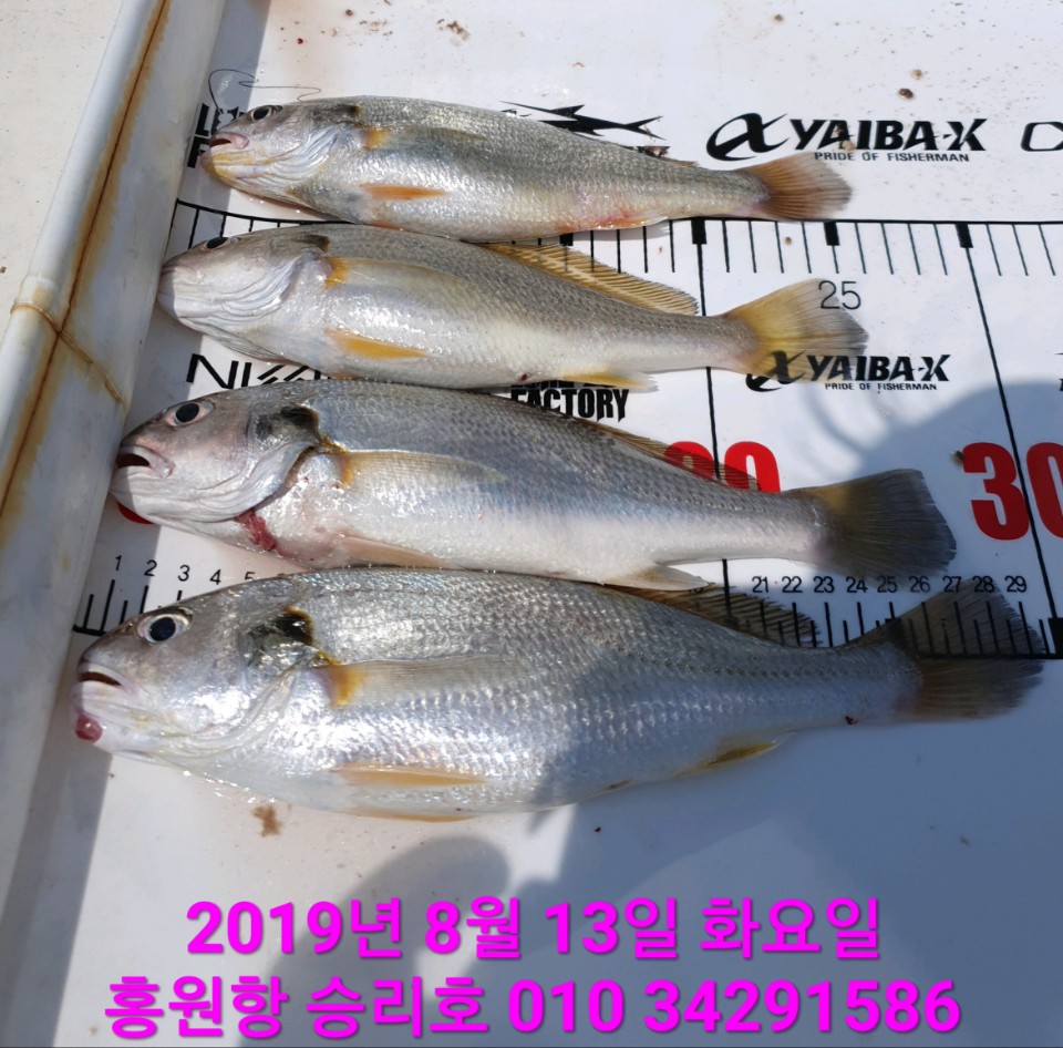 8월13일 승리호 선장님 &실장님 백조기 2시간 짬낚 조황!!