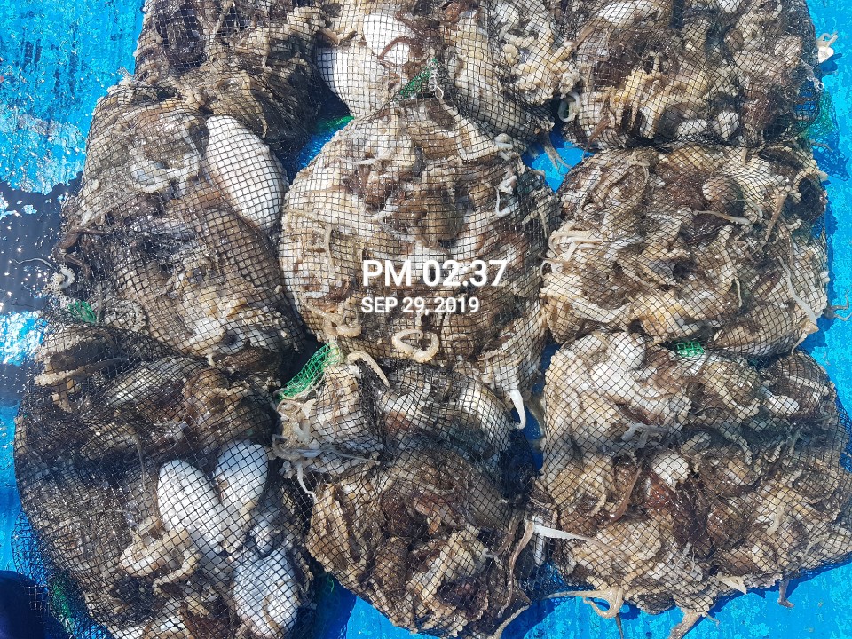 9월29일 홍원항 **요포선단**  (장진호) 갑오징어&쭈꾸미 망태기는 오늘도 빵~빵~한~ 조황입니다!!