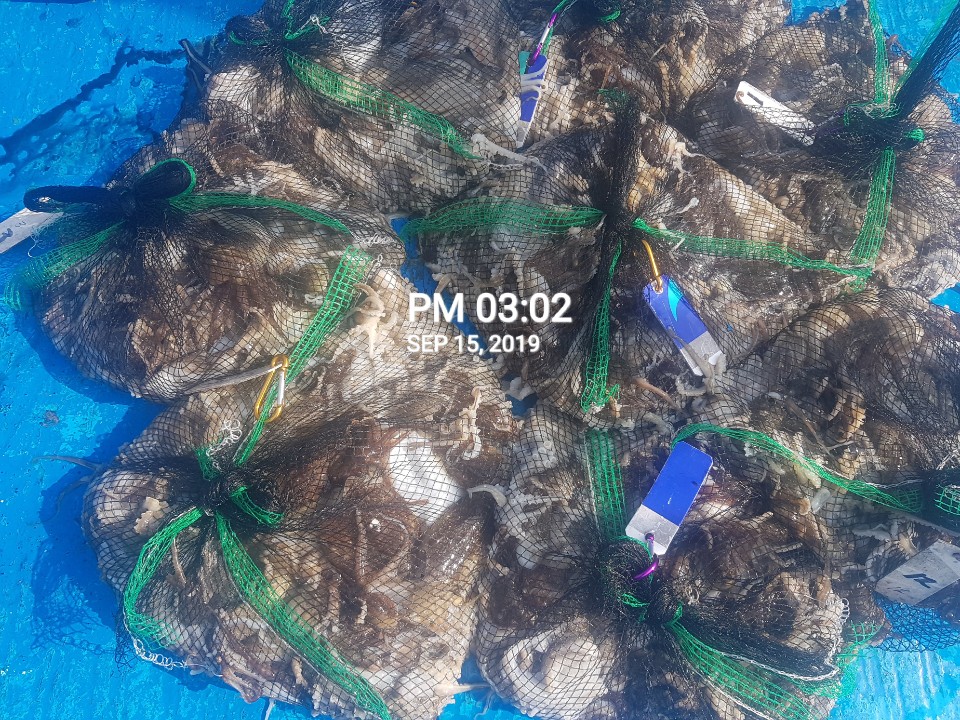 9월15일 홍원항 *요포선단 * 장진호 쭈꾸미&갑오징어 망탱이는 오늘도 빵~빵~한 조황입니다!!