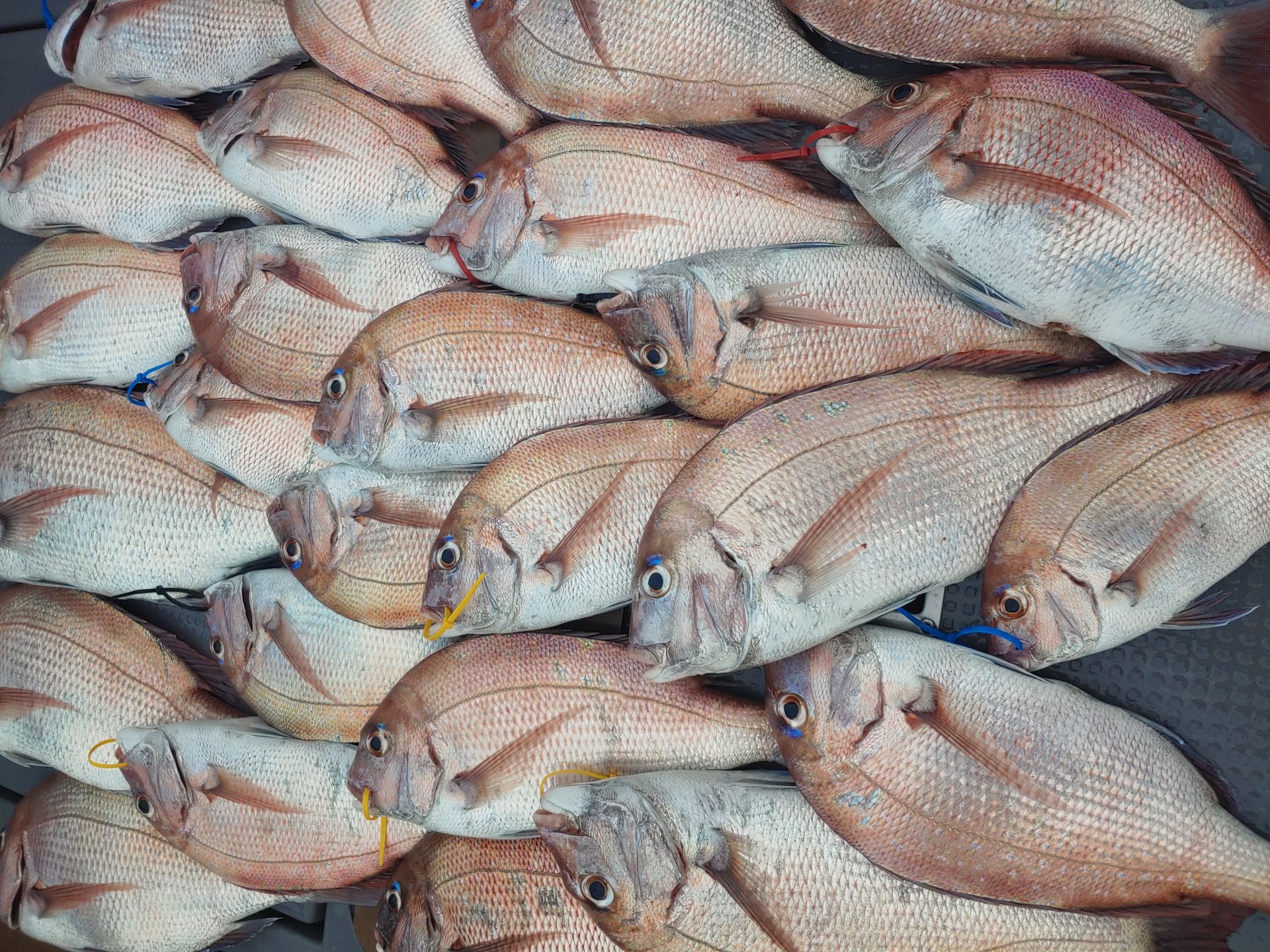 홍원항 요포선단 ~펠릭스 마린~ 9월12일 강풍과 우천속에서도* 미녀* 사냥은 대~성~공~~ 조황입니다!!