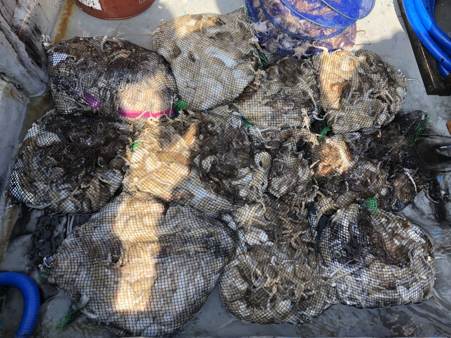 홍원항 **요포선단** 한울피싱 9월15일 쭈꾸미&갑오징어 망태기는 오늘도 풍~성~한 조황 입니다!!