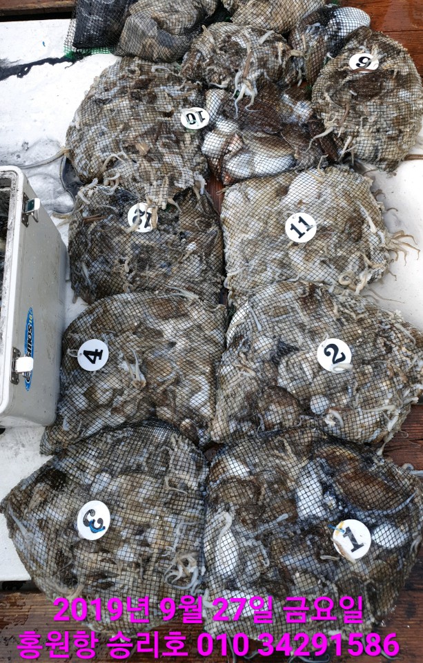 9월27일 홍원항 **요포선단**  승리호  갑오징어&쭈꾸미 망태기로 점~령~ 당한 승리호 갑판 입니다!!