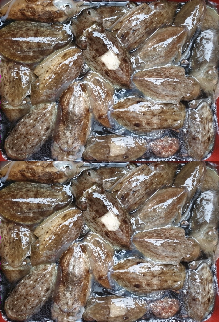 9월12일 홍원항 요포선단 승리호  갑오징어&쭈꾸미 망태기는 한가위처럼 풍~성~~ 한 조황입니다!!