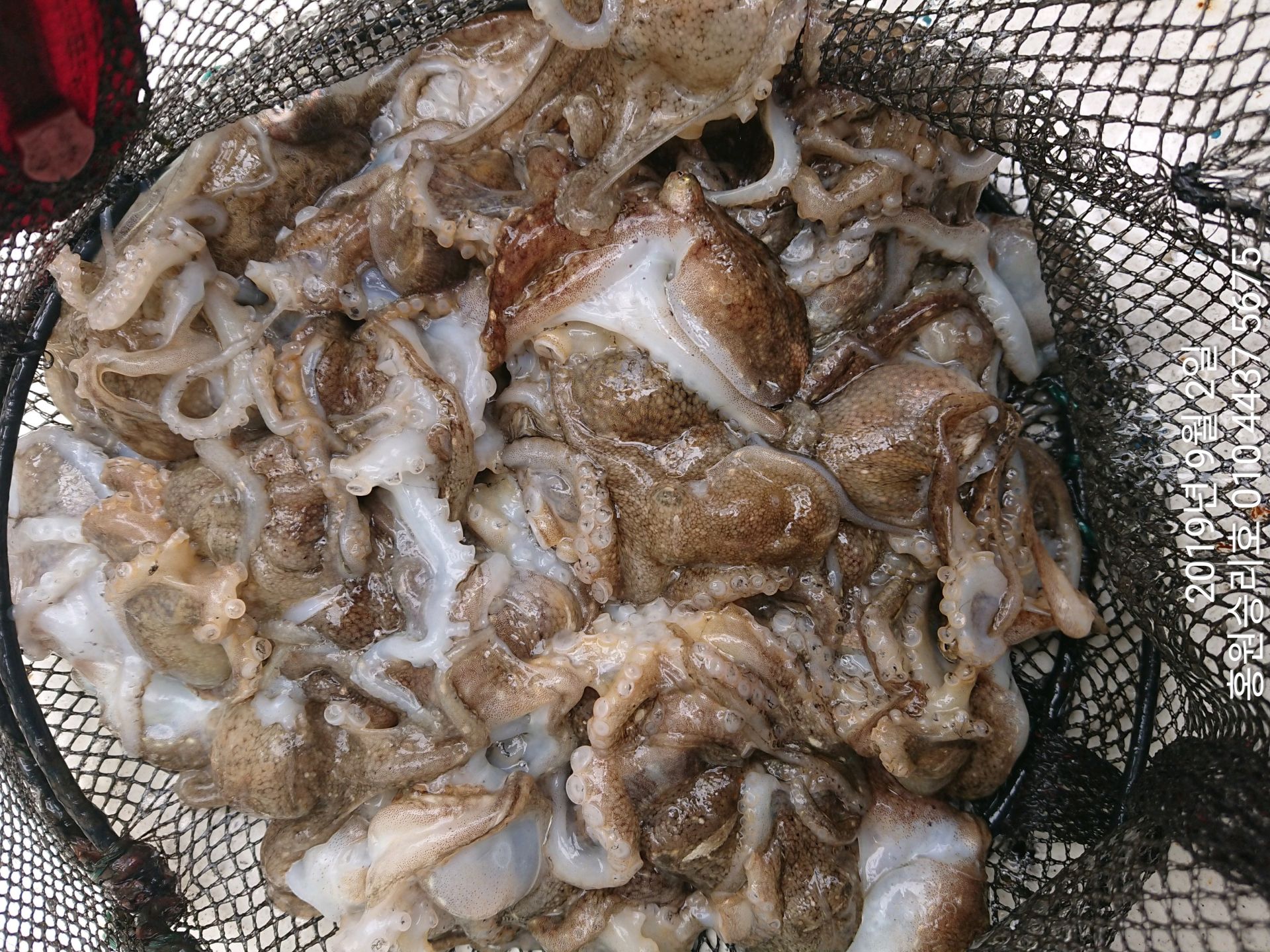 홍원항 요포선단 승리호 9/2 일 선장님 홀로 2시간 홧~팅~~짬낚시 조황입니다!!