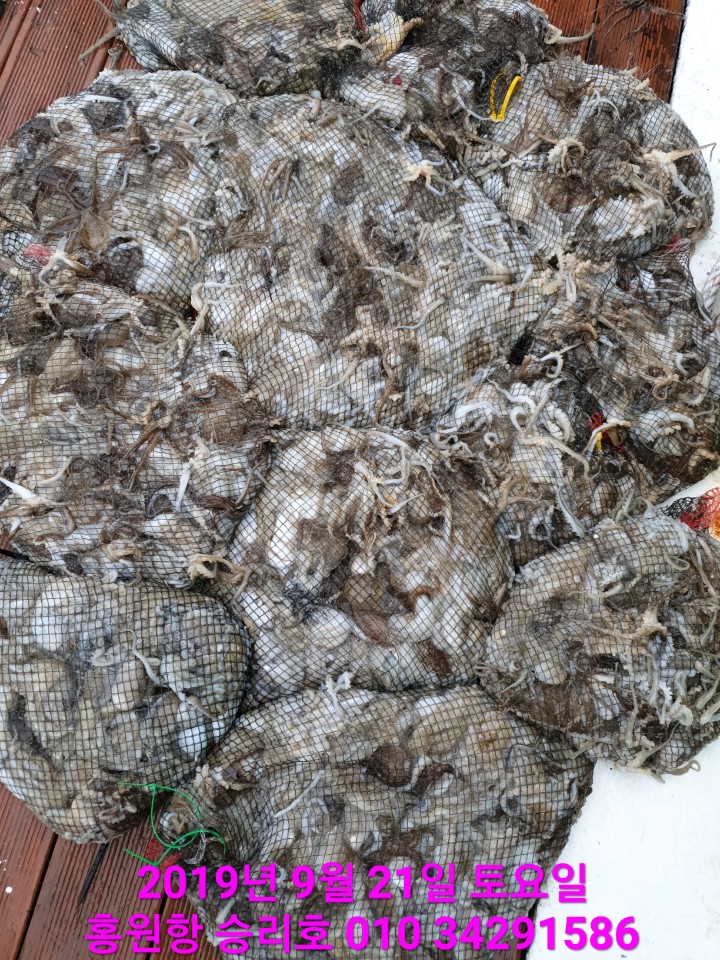 홍원항 **요포선단** 승리호 9월21일 우천속에서도 갑오징어&쭈꾸미 망태기는 엄~청~난 조황입니다!!