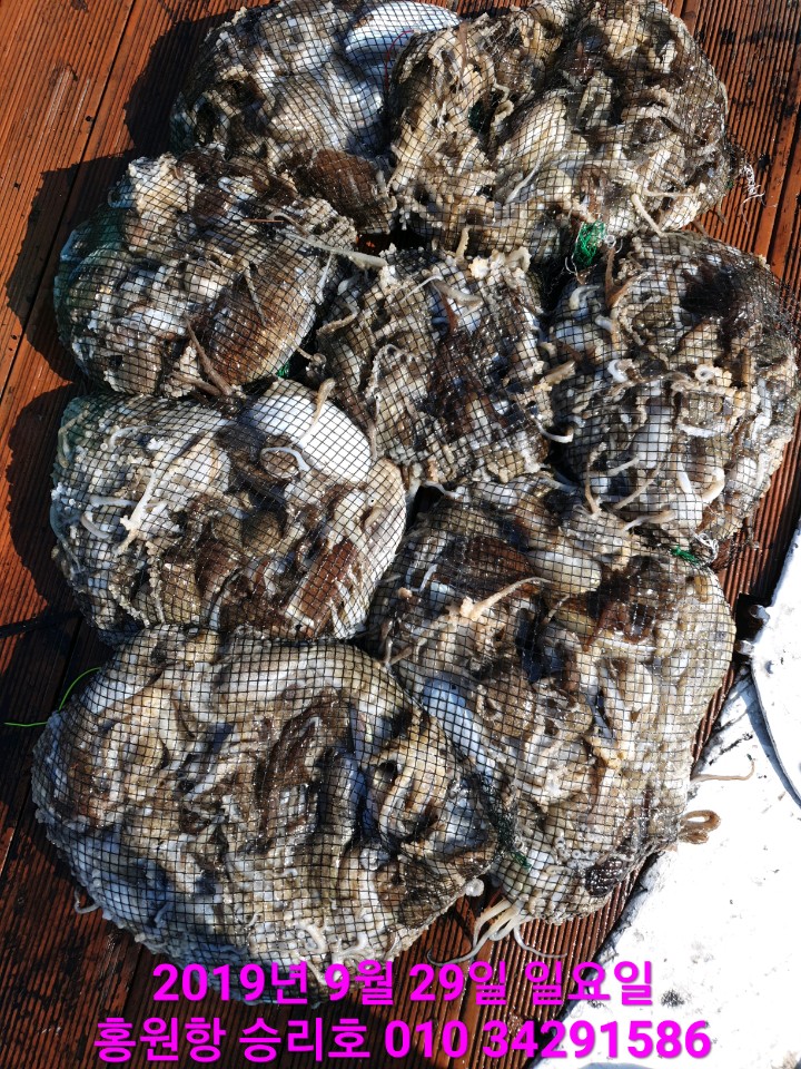 홍원항 **요포선단**  (승리호)  오늘도 갑오징어&쭈꾸미  망태기는 만~족~합니다!!