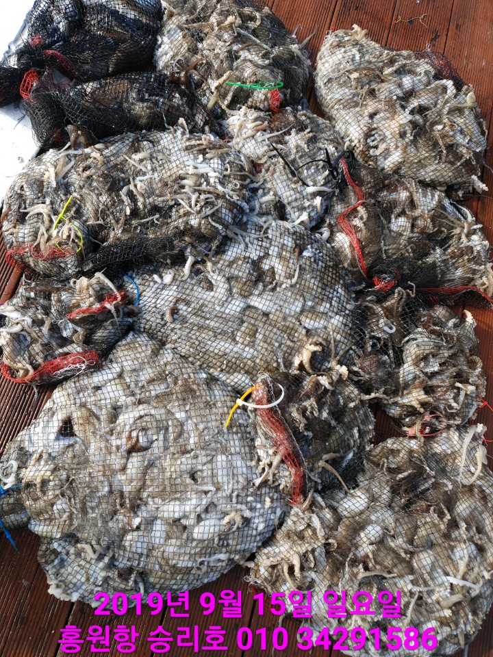 홍원항 **요포선단** 승리호 9월15일 쭈꾸미&갑오징어 망태기는 오늘도 대~만~족~ 조황입니다!!