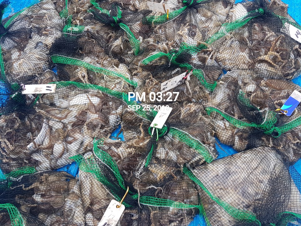 9월25일 홍원항 **요포선단** 장진호 갑오징어&쭈꾸미 망태기로 갑판위에 쫘~악~ 깔았습니다!!