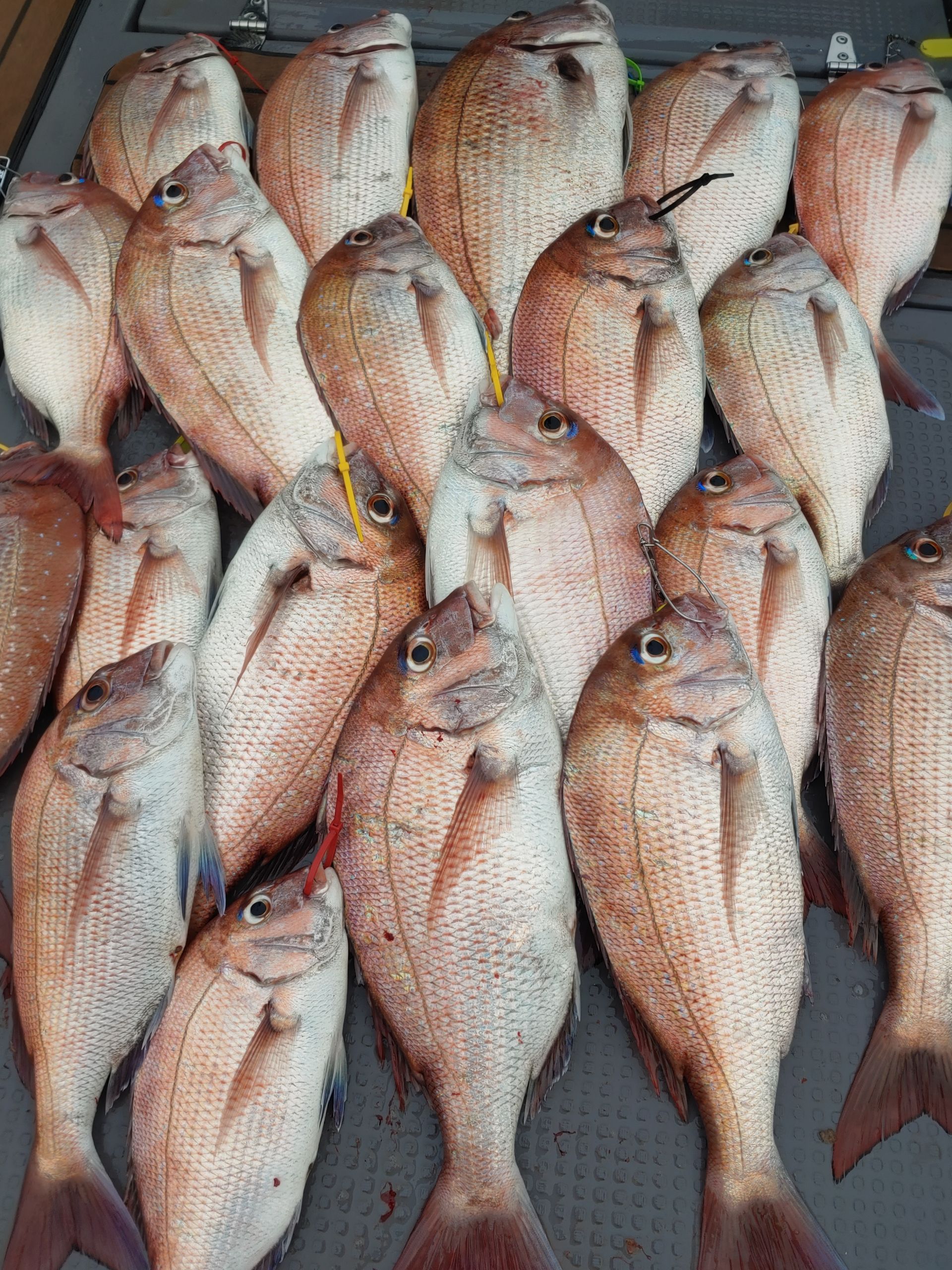 9월 14일 홍원항 *요포선단* 펠릭스 마린 참돔 타이러버 만~족~한 조황입니다!!