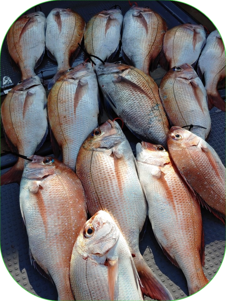 8월31일 홍원항 요포선단 펠릭스 마린 참돔 타이러버 조황입니다!!