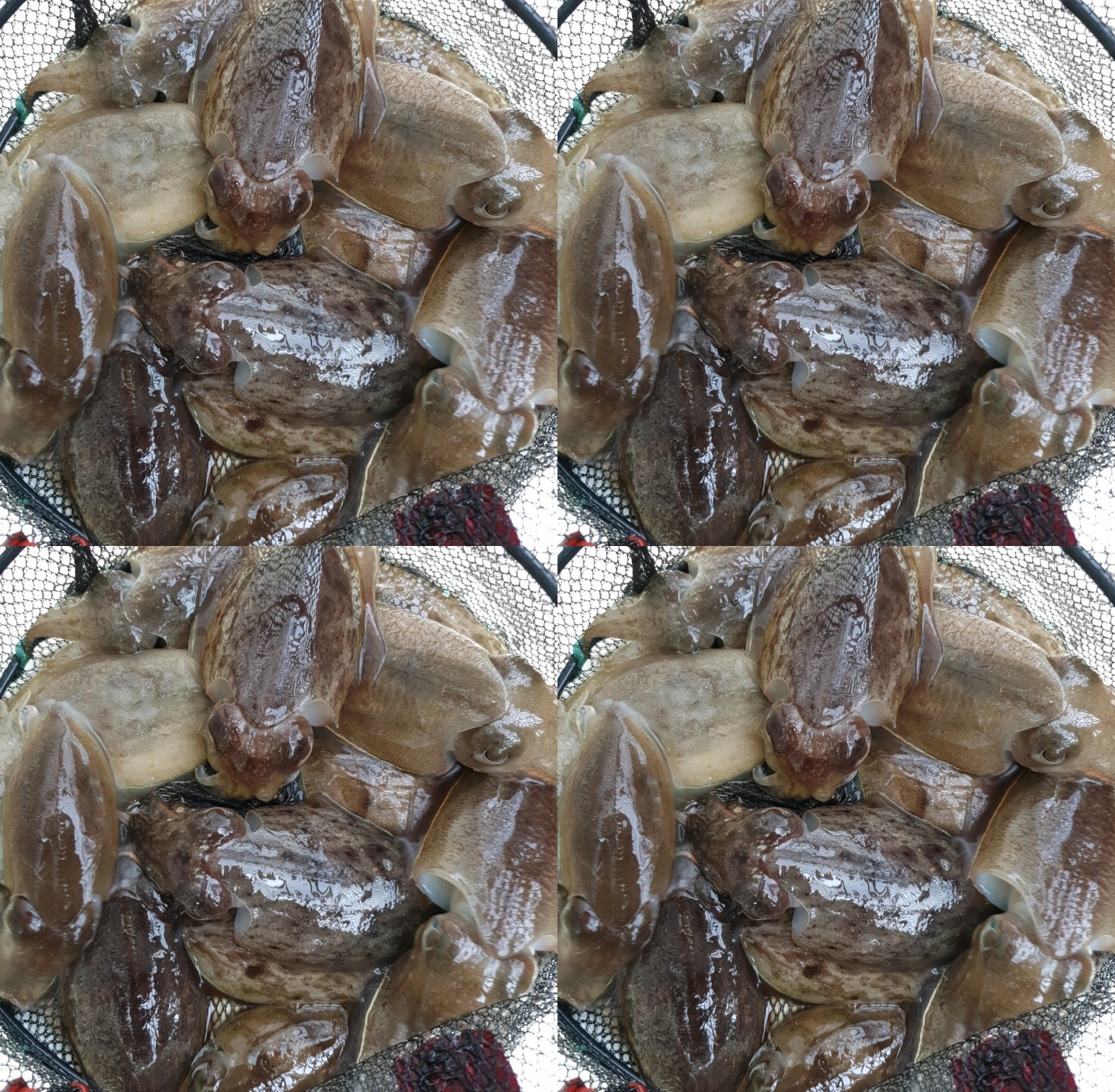 9월5일 홍원항 요포선단 승리호  쭈꾸미 & 갑오징어  만~족~한 조황입니다!!