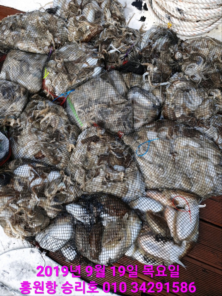 홍원항 **요포선단**  승리호 9월19일 갑오징어&쭈꾸미  양손에 망태기씩 홈~런~성 조황 입니다!!