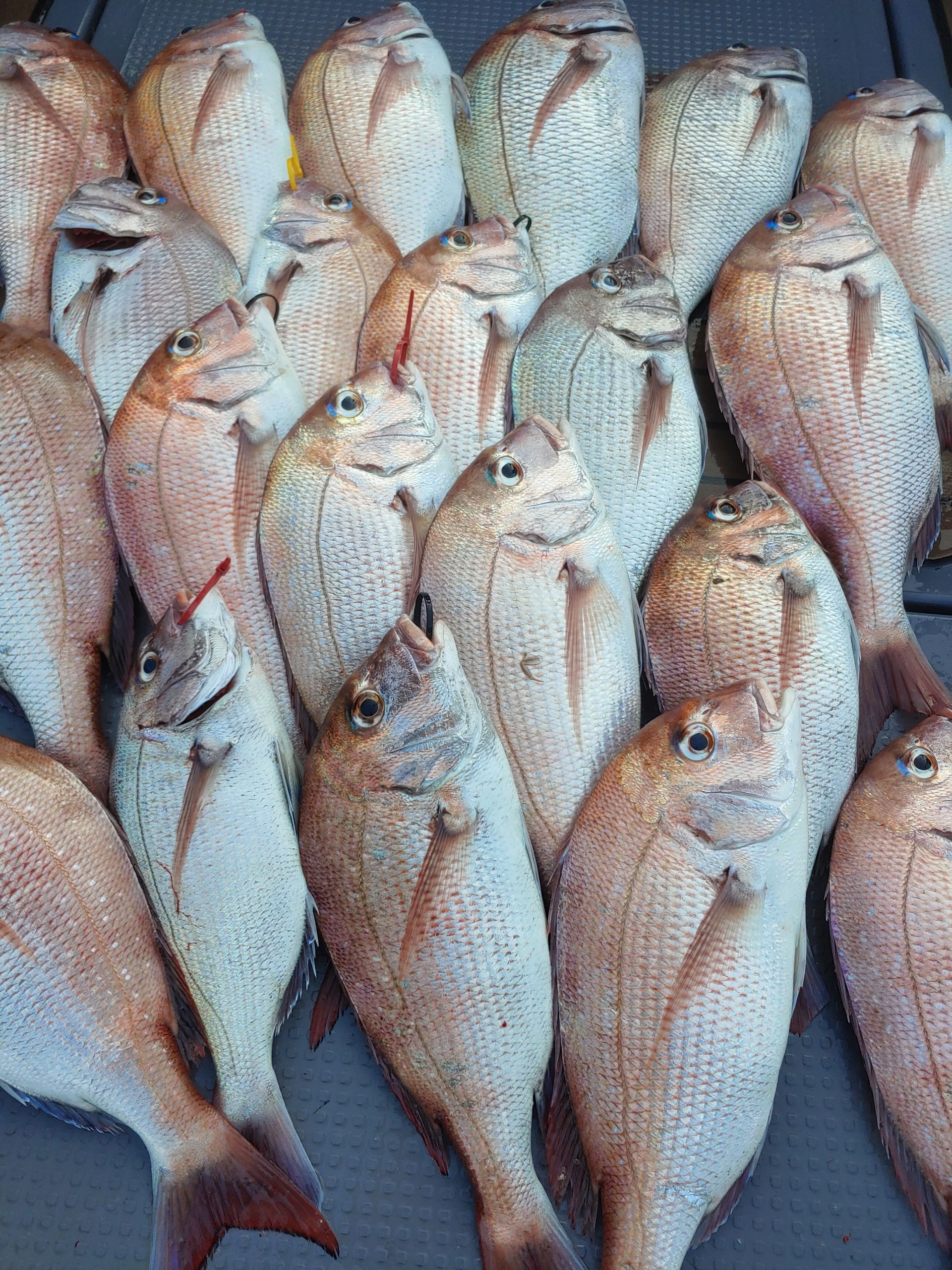 홍원항 **요포선단** 펠릭스 9월15일 마린 참돔 타이러버완~벽~한 조황입니다!!